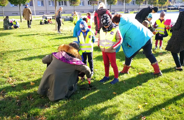 Šiandien pasodinta 3 tūkstančiai Krokų svogūnėlių