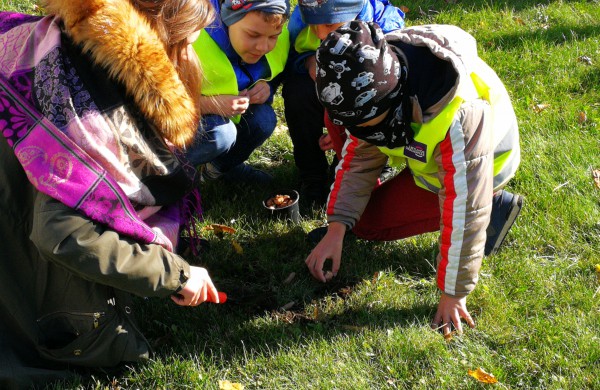 Šiandien pasodinta 3 tūkstančiai Krokų svogūnėlių