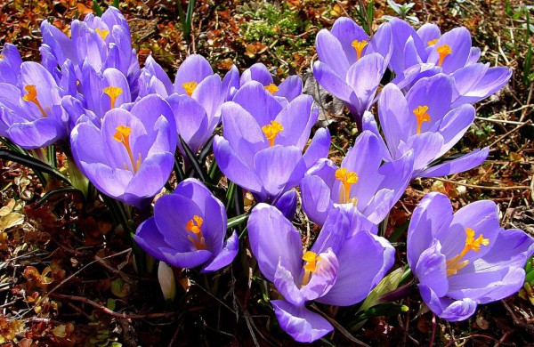 Šiandien pasodinta 3 tūkstančiai Krokų svogūnėlių