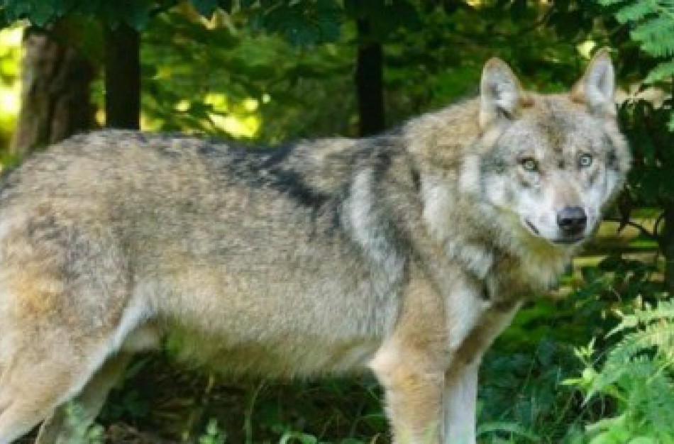 Patvirtintas vilkų sumedžiojimo limitas