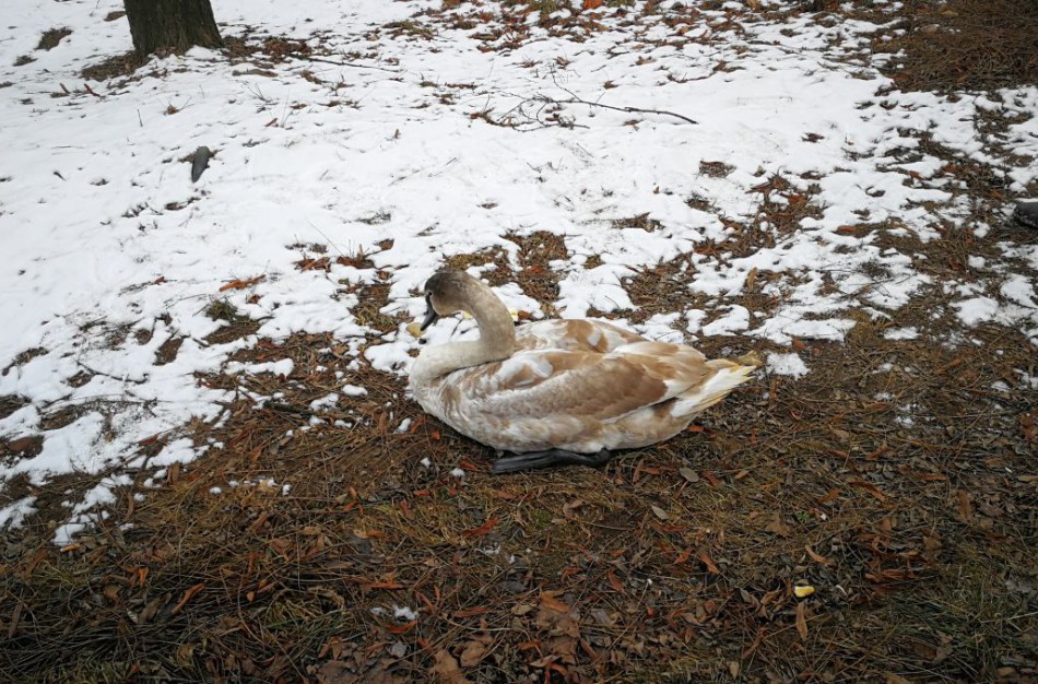 Batonas gulbėms – meškos paslauga