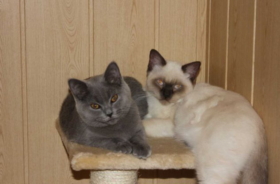 VMVT pataria: įsigydami augintinį nepakliūkite į apgavikų pinkles