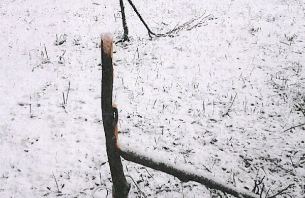 Vandalai suniokojo „Lietavos: 80“ parką
