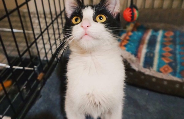 Jonavoje šiemet baigiasi bešeimininkių kačių kastracijos akcija