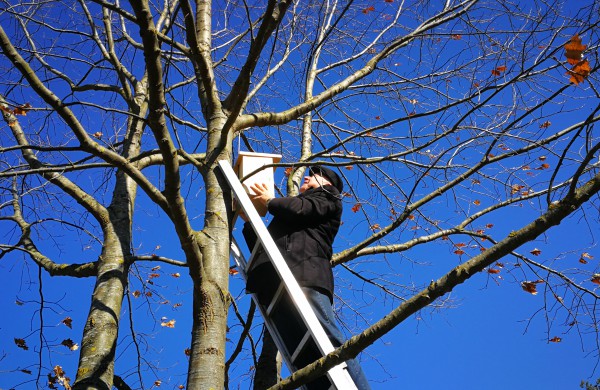 Dešimt varnėnų šeimų džiaugsis naujais namais