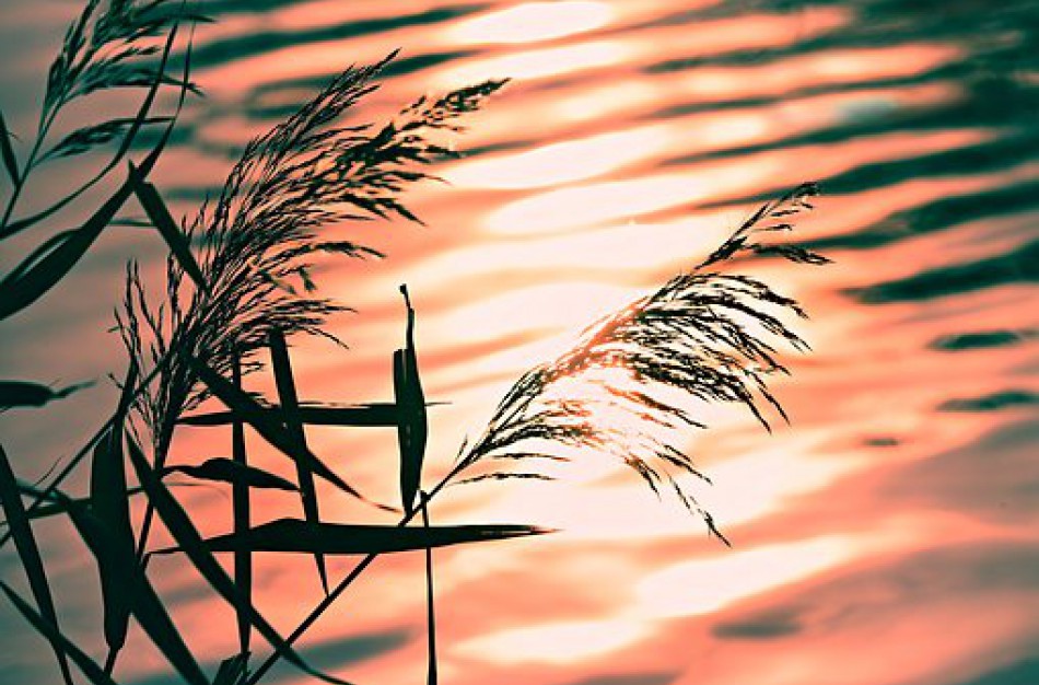 Jonavietis: „Ar Jonavos tvenkiniai bus valomi?“