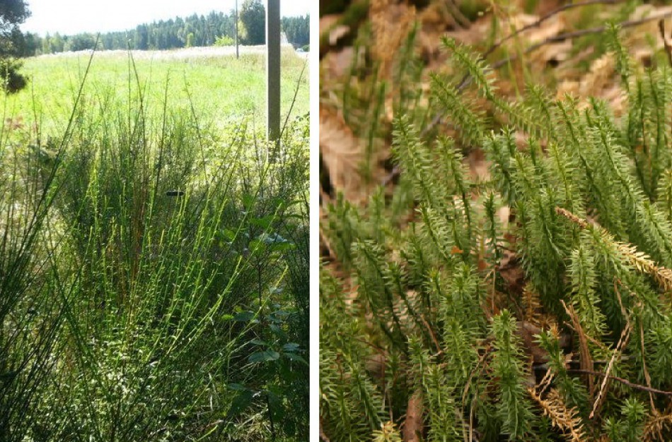 Išrauti pataisai gali apkartinti Velykų šventę