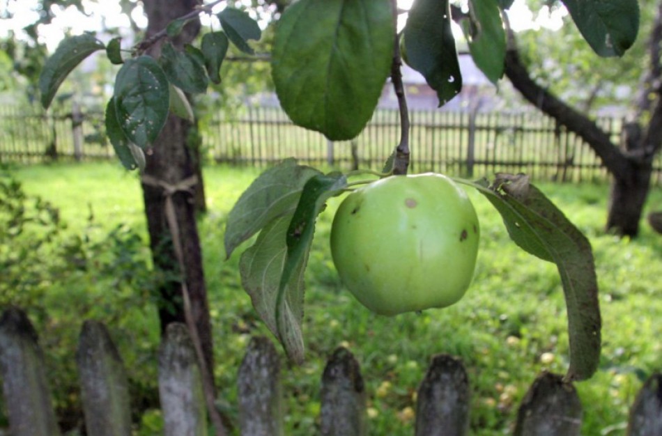 Pakeistos želdinių veisimo taisyklės sklypų savininkams padės išvengti tarpusavio ginčų