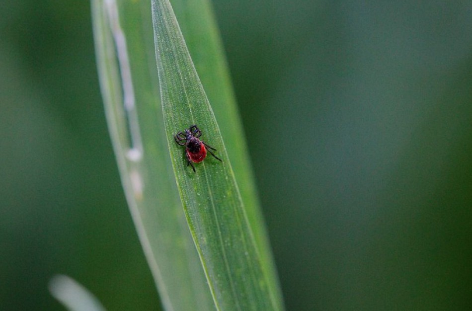 Kaip išvengti erkių pernešamų ligų