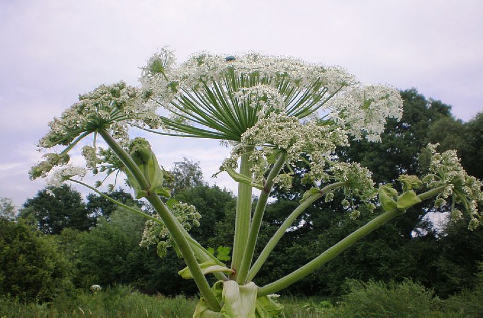 Jonavos rajone bus naikinami Sosnovskio barščiai
