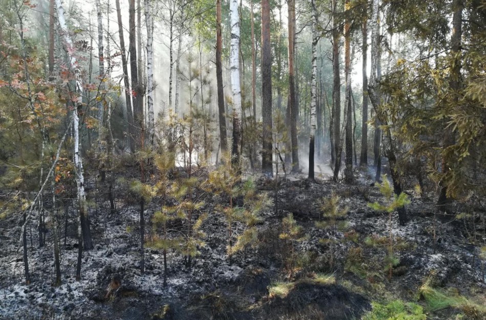 Apribotas lankymasis miškuose