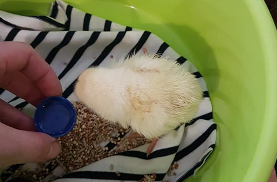 VšĮ ,,Miesto katė“ globoje - ant Jonavos tilto sugautas viščiukas