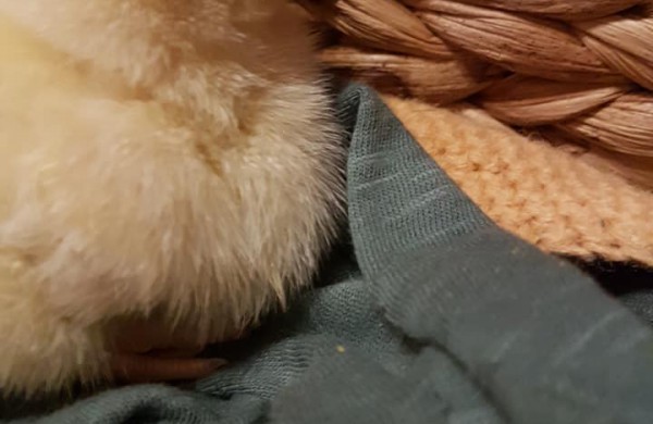 VšĮ ,,Miesto katė“ globoje - ant Jonavos tilto sugautas viščiukas