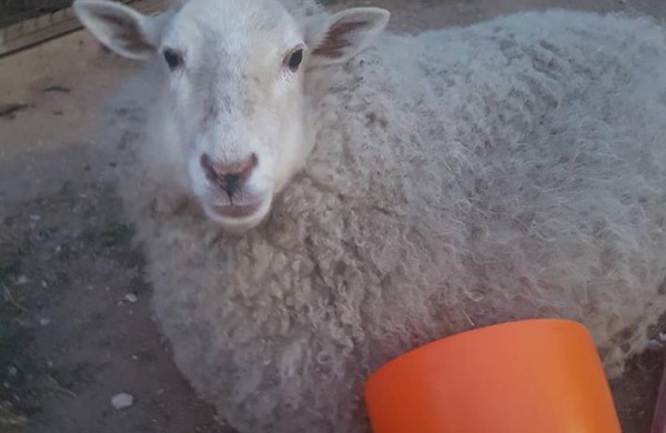 VšĮ ,,Miesto katė“ globoje - ant Jonavos tilto sugautas viščiukas