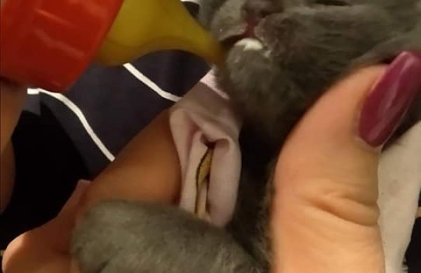 VšĮ ,,Miesto katė“ globoje - ant Jonavos tilto sugautas viščiukas