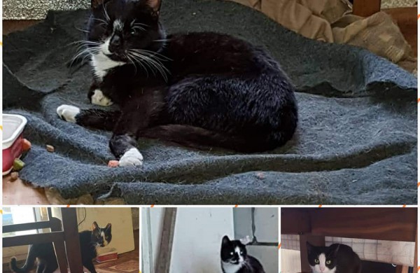 VšĮ ,,Miesto katė“ globoje - ant Jonavos tilto sugautas viščiukas