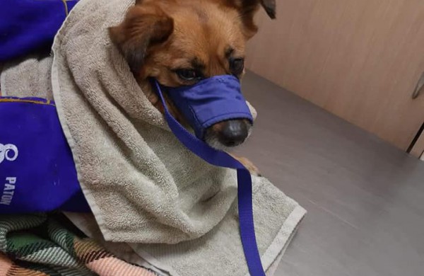 Į gyvenamąją sodybą atklydo sužalotas šuo: gal pažįstate jo šeimininkus?