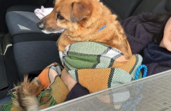 Į gyvenamąją sodybą atklydo sužalotas šuo: gal pažįstate jo šeimininkus?