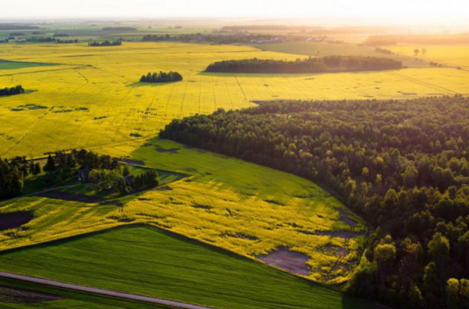 Atšauktas apribojimas lankytis miškuose