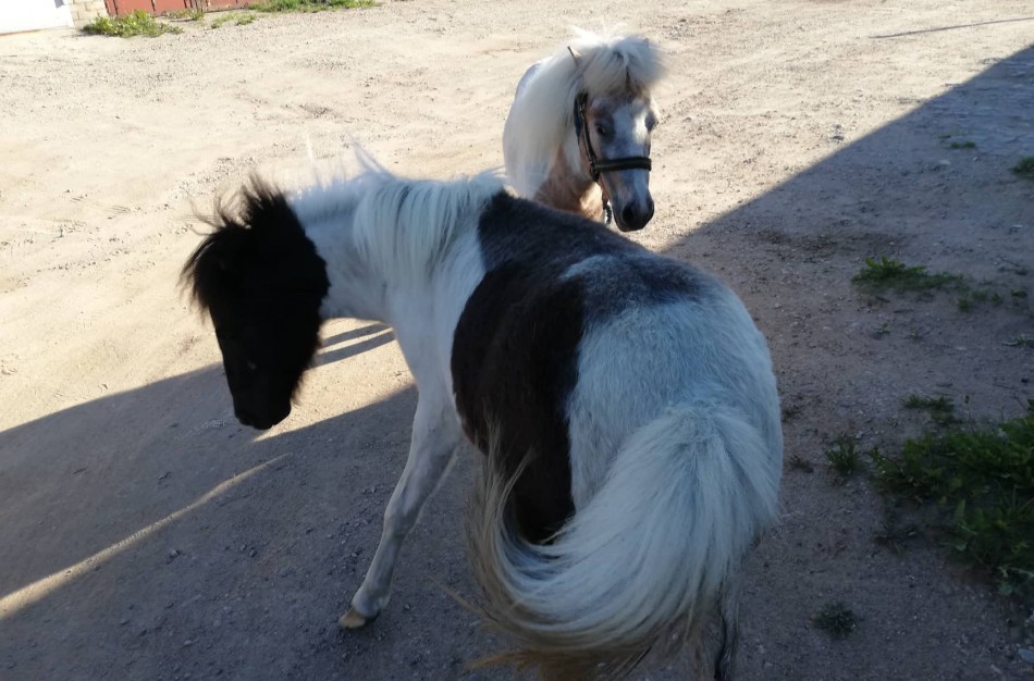 Kas "pametė" ponius? 