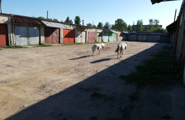 Kas "pametė" ponius? 