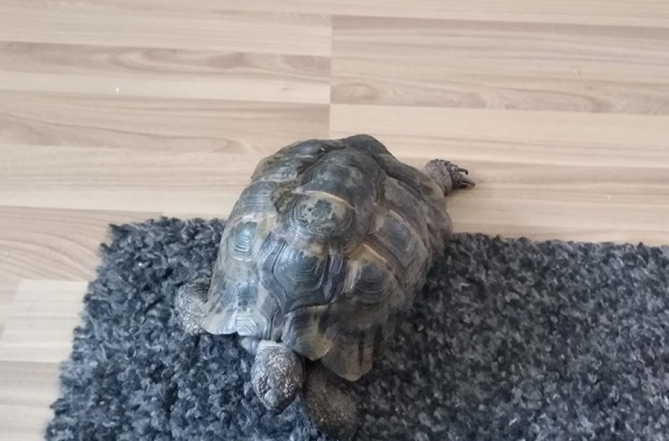 Į jonaviečių namus atklydo netikėtas svečias