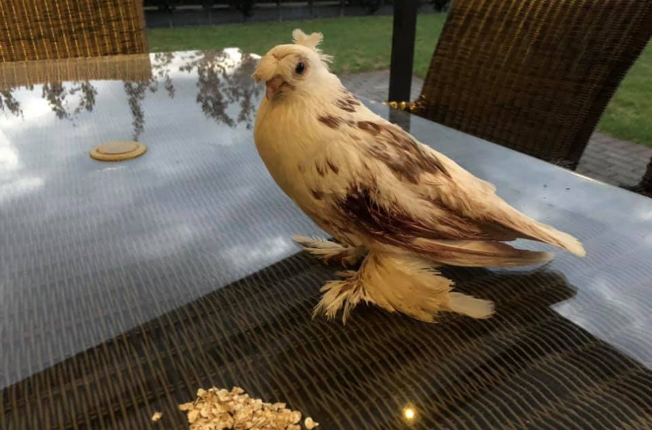 Sužeistas dekoratyvinis balandis grąžintas šeimininkui  