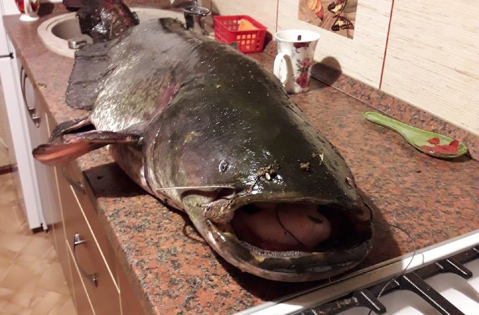 Laimikis vertas dėmesio