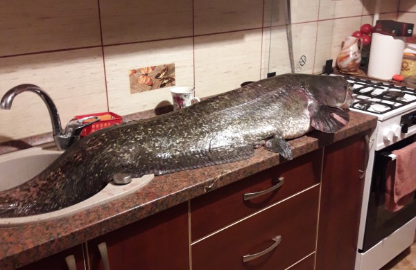 Laimikis vertas dėmesio