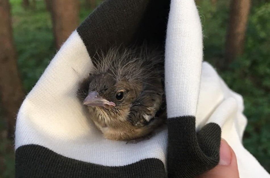 Gyvūnų prieglaudoms – jonaviečių pranešimai apie rastus paukščiukus: ar tikrai verta skubėti suteikti pagalbą? 