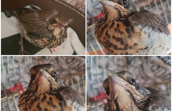 Gyvūnų prieglaudoms – jonaviečių pranešimai apie rastus paukščiukus: ar tikrai verta skubėti suteikti pagalbą? 