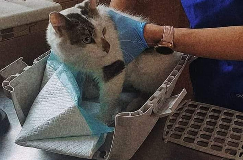 Jonavoje – nauja benamiais gyvūnais besirūpinanti asociacija: gal prisidėsi ir tu?