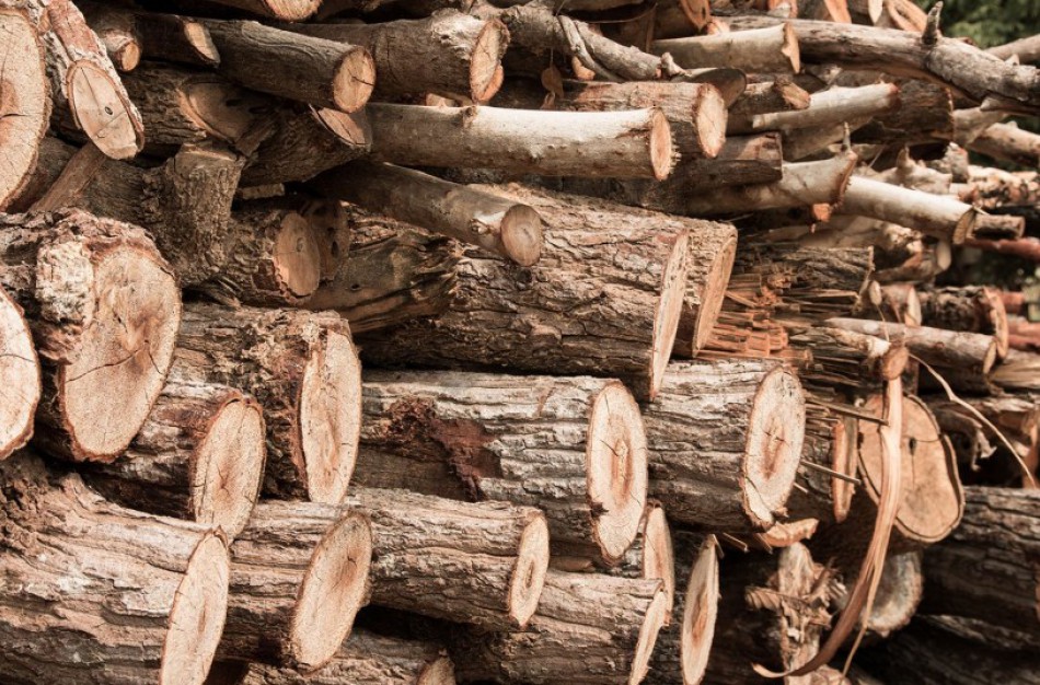 Vyriausybės patvirtinta prekybos mediena tvarka galimai privilegijuoja vieną pirkėjų grupę