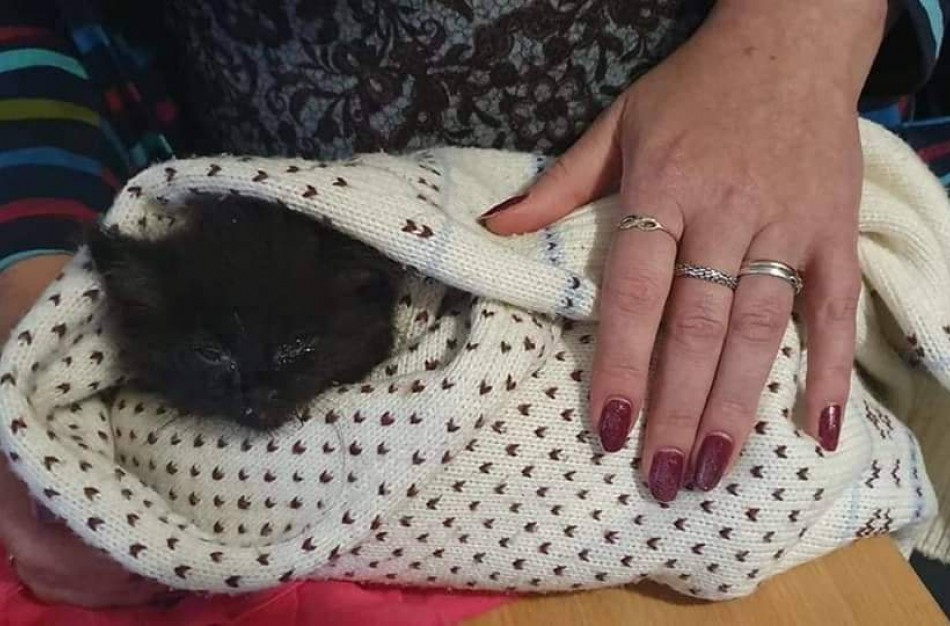 Kol vieni kalba apie sterilizacijos naudą, kiti savo ,,bėdą" užkasa arba permeta kitiems