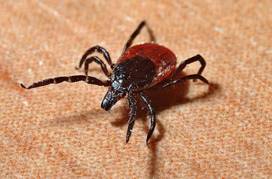 Sergamumas erkių platinamomis ligomis auga