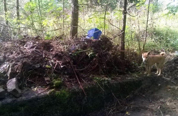 Į mišką atsikraustė gyventi su vaikais, mažiausiam – trys mėnesiai