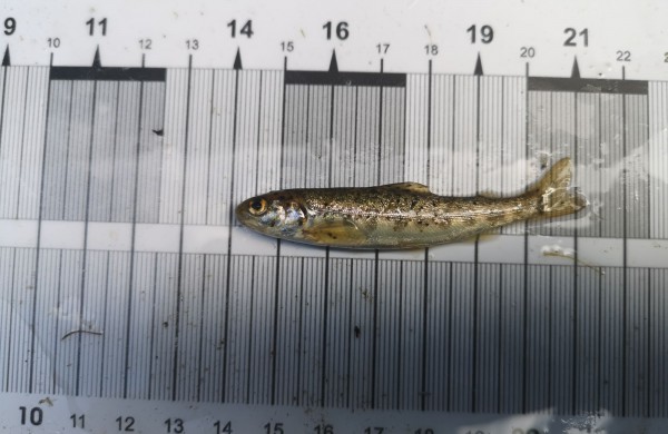 Jonavos rajone, siekiant įvertinti „Rail Baltica“ statybų poveikį žuvims, vykdyta specialioji žvejyba