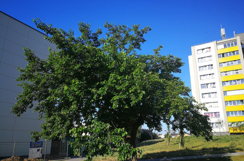 Jonavoje auga ir saldžias uogas nokinantys, ir pramonėje naudojami medžiai