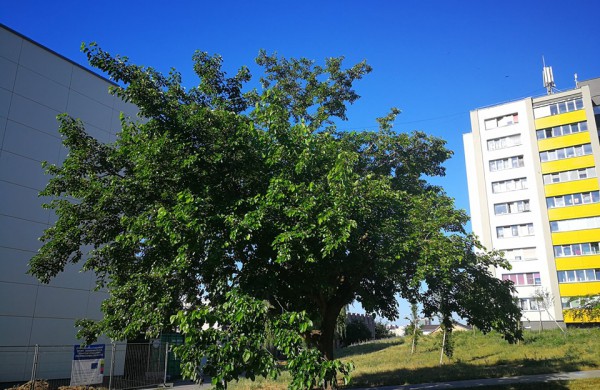 Jonavoje auga ir saldžias uogas nokinantys, ir pramonėje naudojami medžiai