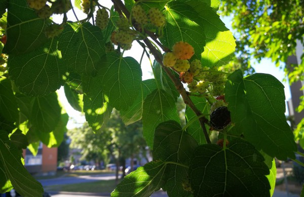 Jonavoje auga ir saldžias uogas nokinantys, ir pramonėje naudojami medžiai