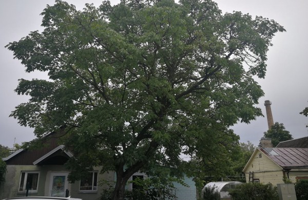 Jonavoje auga ir saldžias uogas nokinantys, ir pramonėje naudojami medžiai