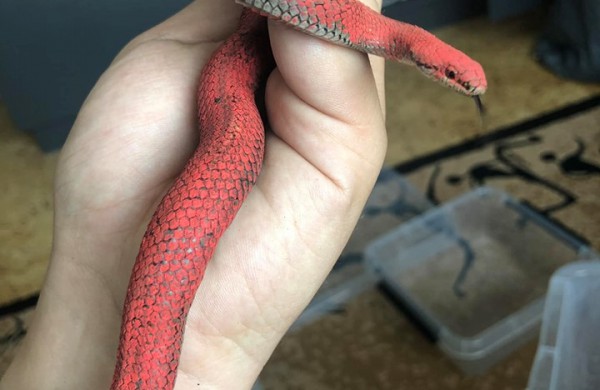 Šveicarijos seniūnijos miškuose – žiaurus elgesys su itin retais ropliais