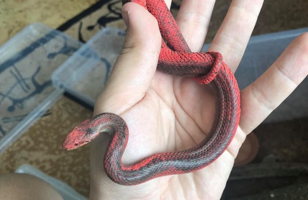 Šveicarijos seniūnijos miškuose – žiaurus elgesys su itin retais ropliais