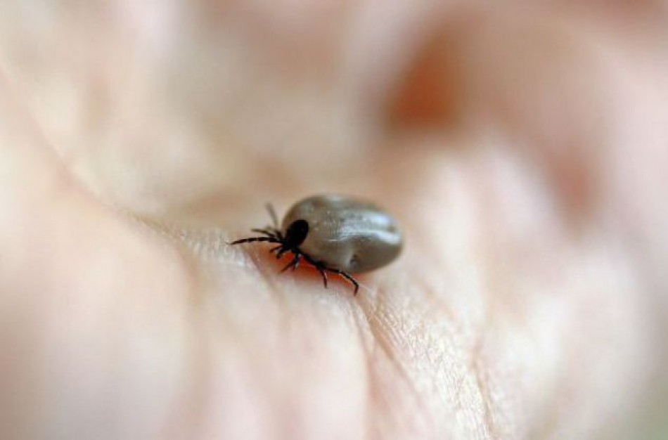 NVSC Kauno departamento Jonavos skyrius informuoja apie erkių platinamas ligas