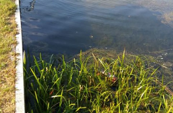 Jonavietė: vaikų pamėgtas tvenkinys virsta į pelkę