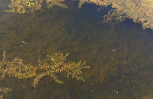 Jonavietė: vaikų pamėgtas tvenkinys virsta į pelkę