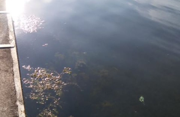 Jonavietė: vaikų pamėgtas tvenkinys virsta į pelkę