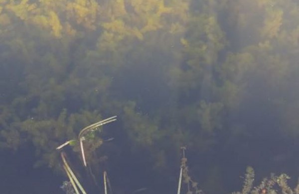 Jonavietė: vaikų pamėgtas tvenkinys virsta į pelkę