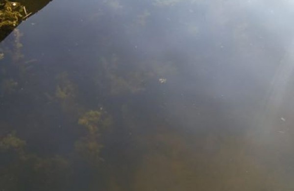 Jonavietė: vaikų pamėgtas tvenkinys virsta į pelkę