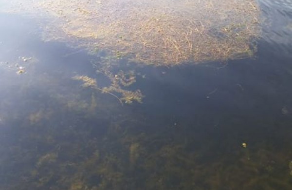 Jonavietė: vaikų pamėgtas tvenkinys virsta į pelkę